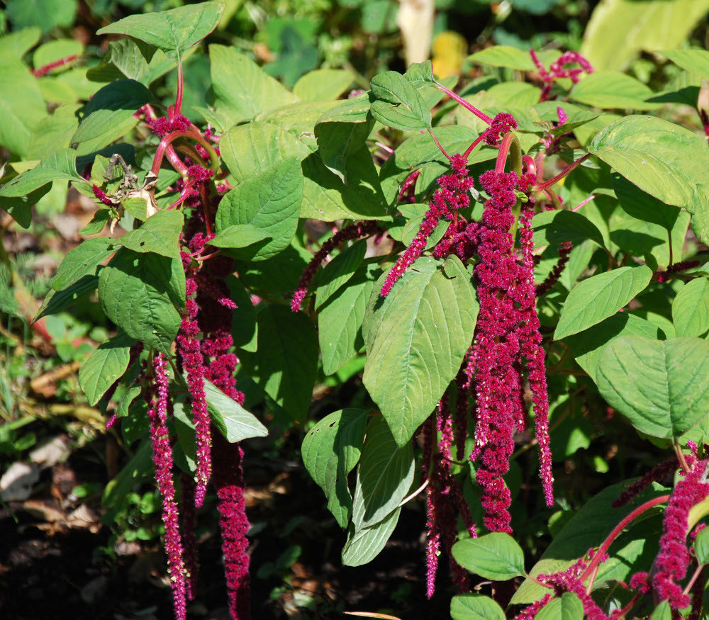 Amaranthus caudatus - Love Lies Bleeding - Seeds