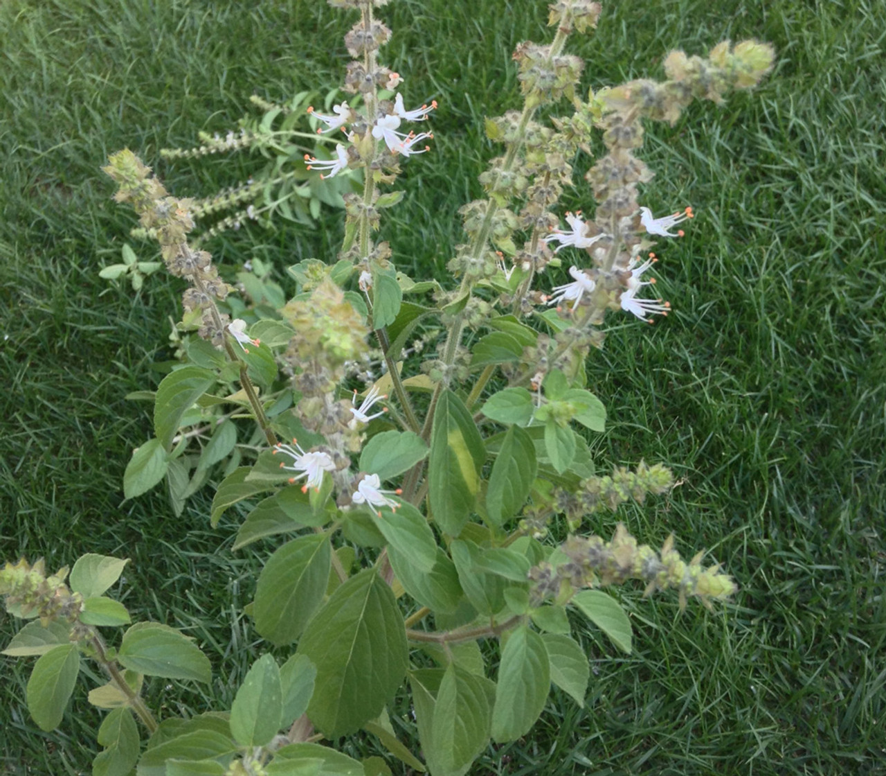 Ocimum kilimandscharicum Camphor Basil Seeds