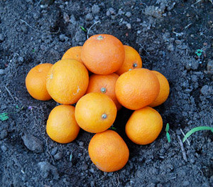 Citrus sudachi - Sudachi - Seeds