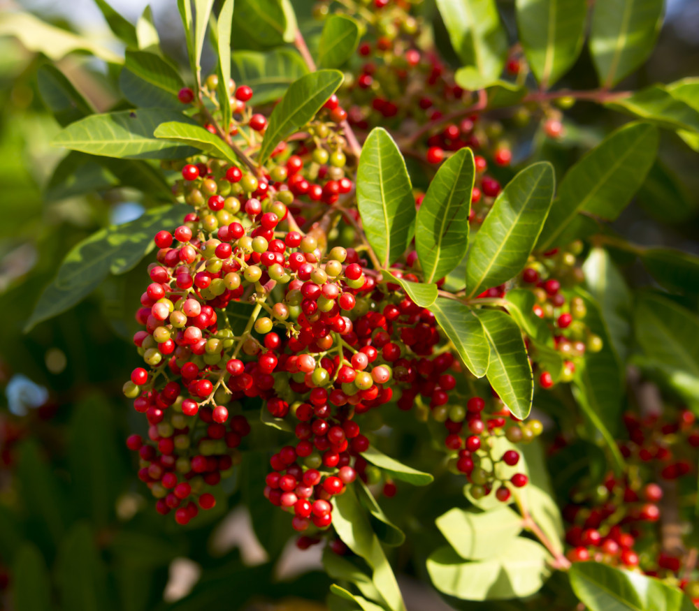 Zanthoxylum piperitum - Japanese Pepper - Seeds