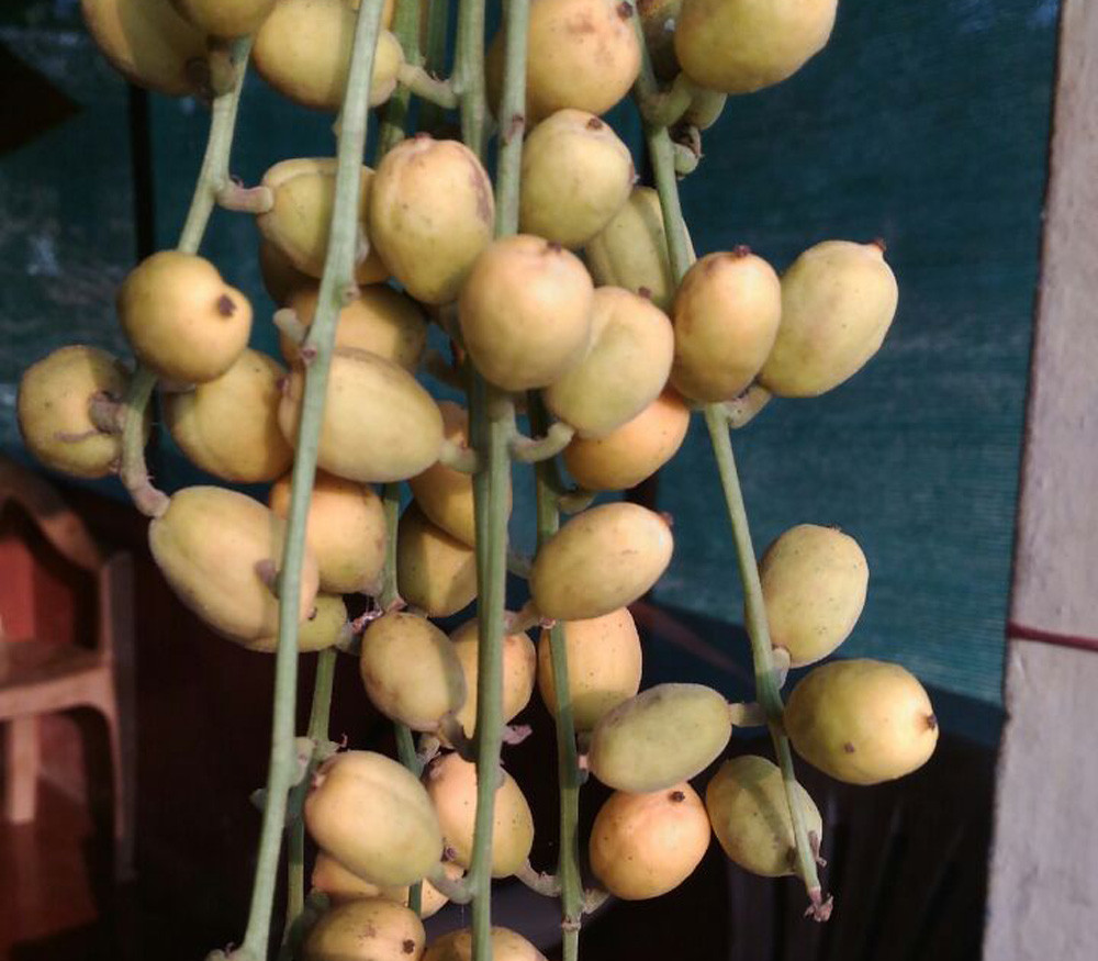 Baccaurea ramilflora - Burmese Grape - Seeds