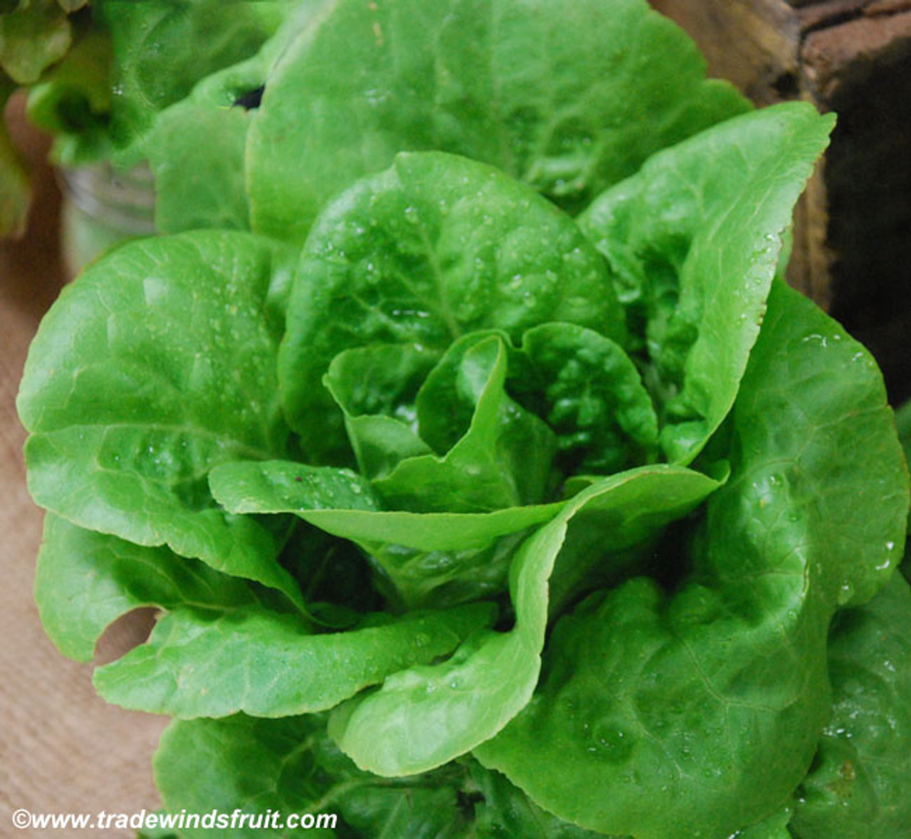 Lettuce Little Gems Vegetable Seeds -- Burpee 11/24