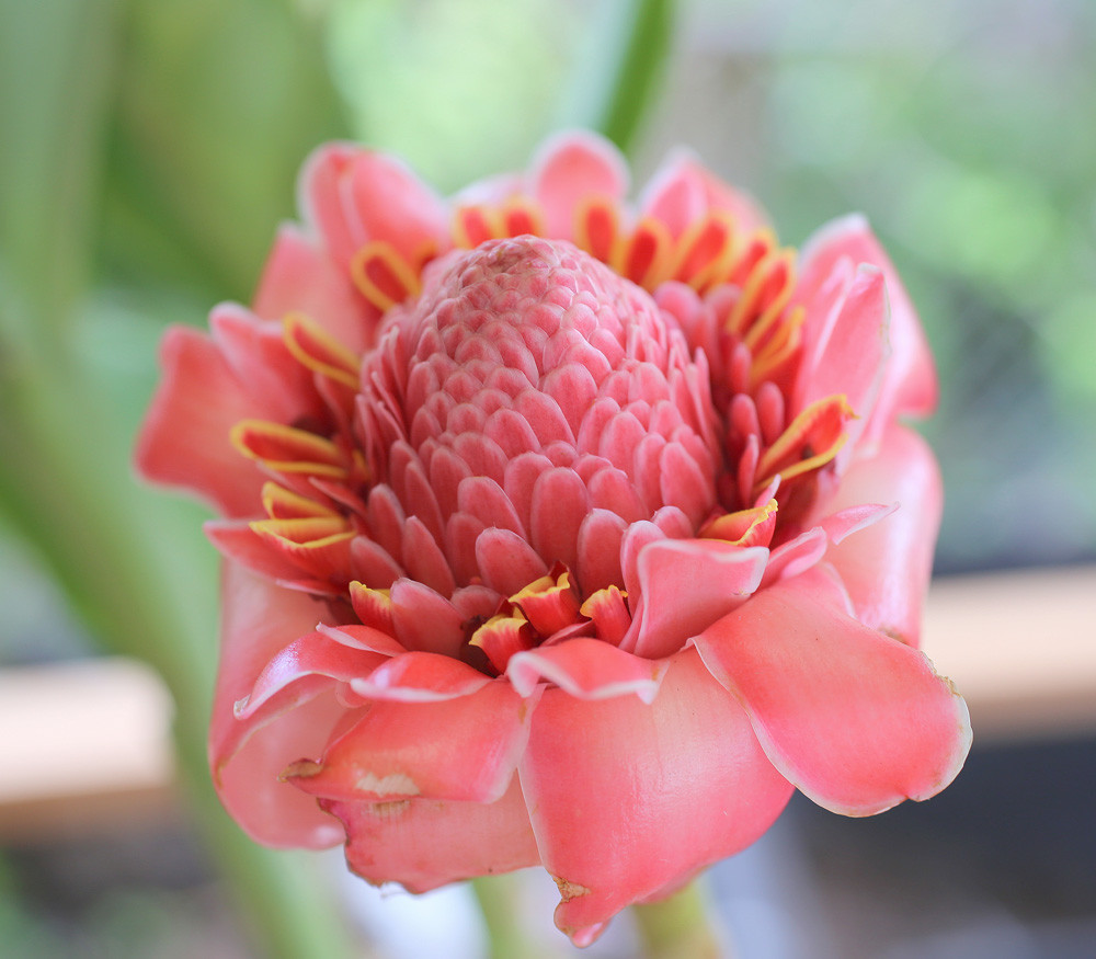 Etlingera elatior - Pink Torch Ginger - Seeds
