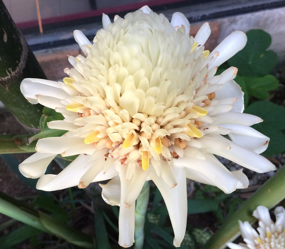 Etlingera elatior - White Torch Ginger - Seeds