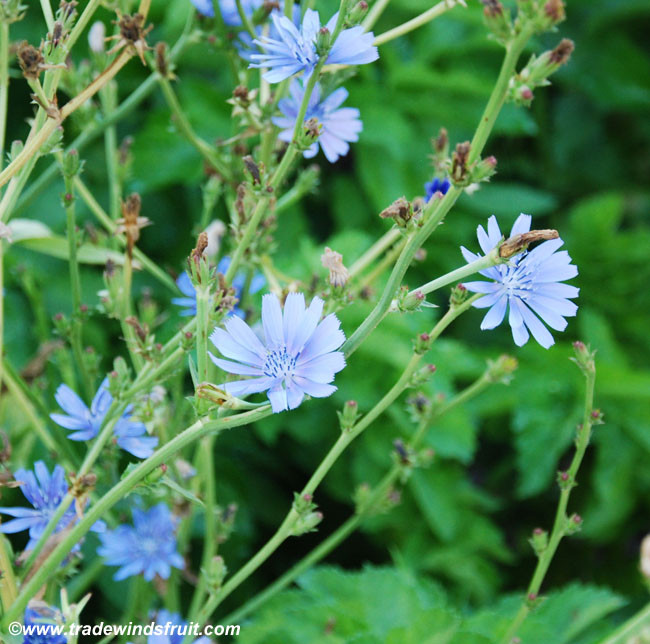 Cichorium intybus - Chicory - Seeds