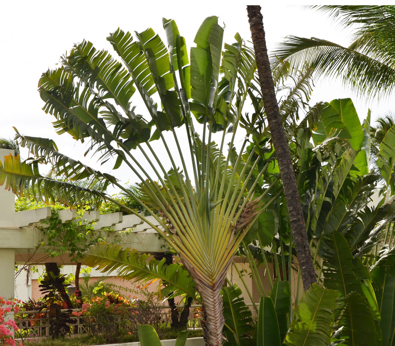 Ravenala madagascariensis leaves, The Traveller's Tree - ho…