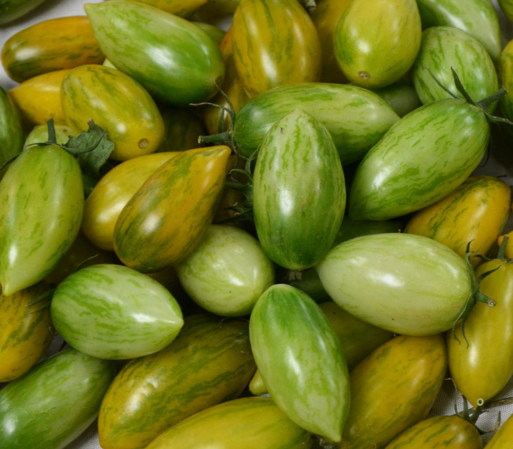 Green Tiger Tomato Seeds