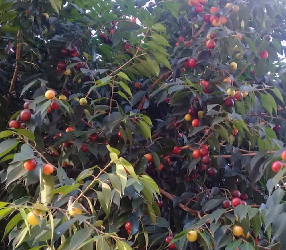 Plinia rivularis - Guaburiti - Seeds