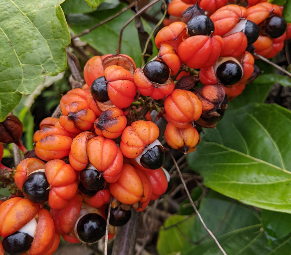 Paullinia cupana - Guarana