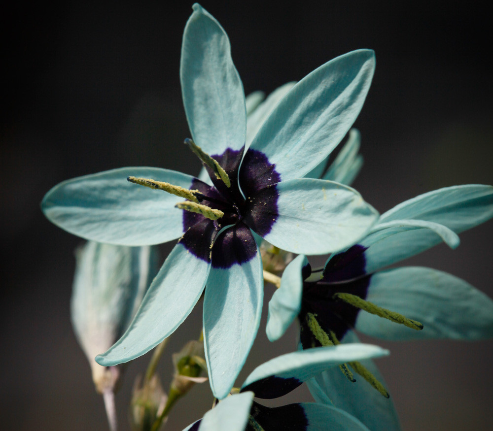 Ixia viridiflora - Turquoise Ixia - Seeds