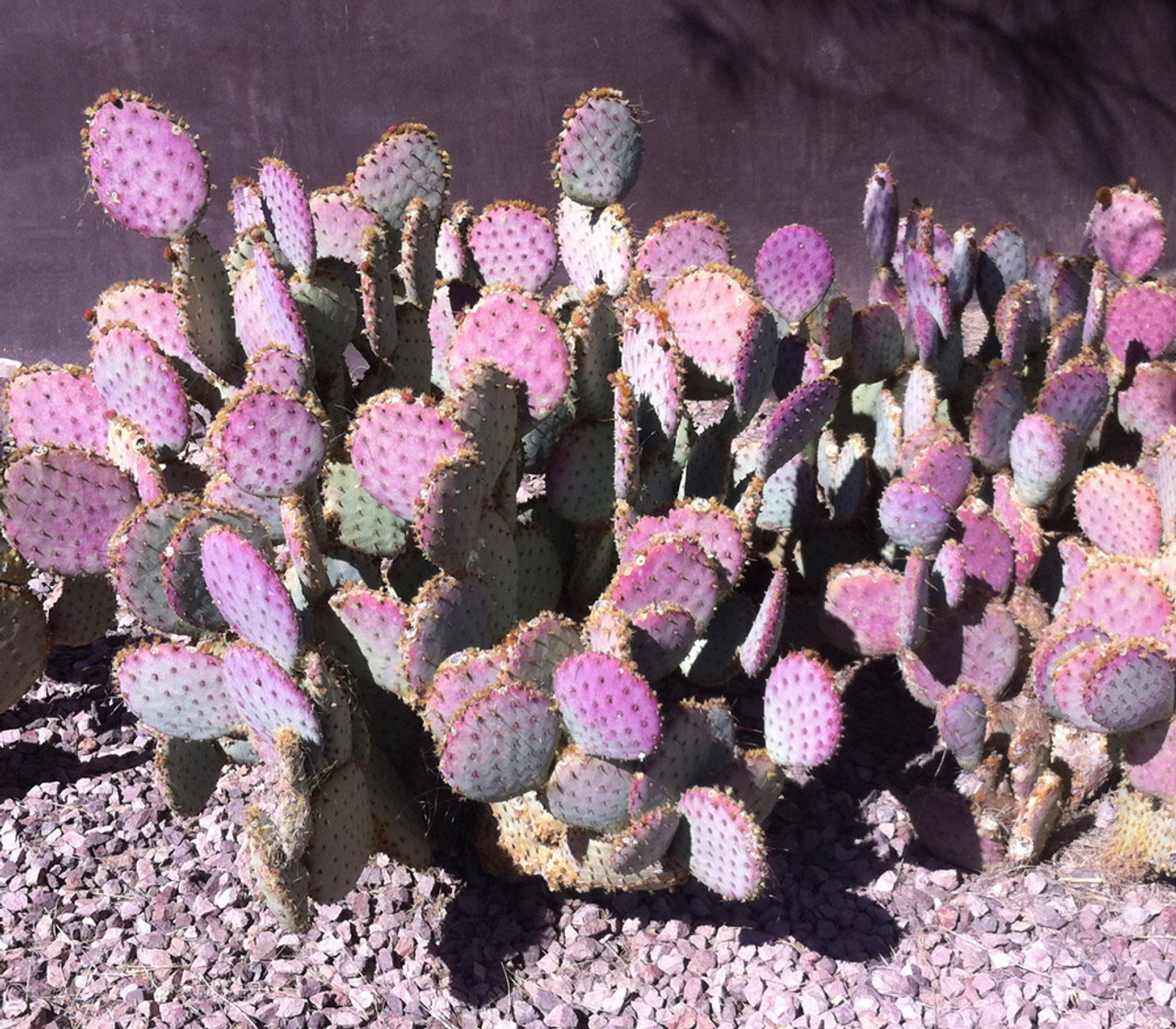 purple cactus