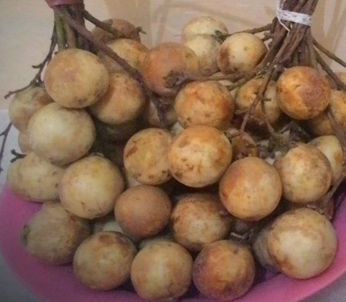 【熱帯果樹：10本セット】ランバイ（Baccaurea motleyana） Baccaurea motleyana - Rambai - Seeds