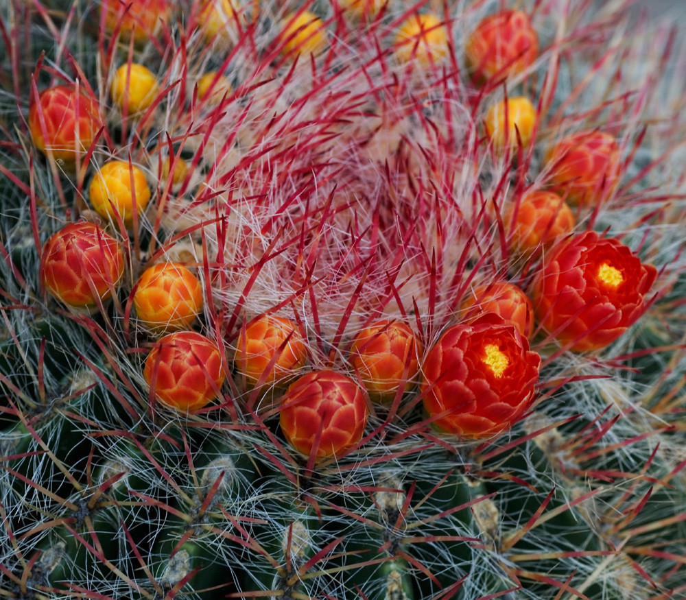Ferocactus pilosus - Mexican Fire Barrel Cactus - Seeds