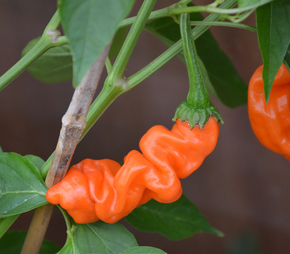 Peter Pepper, Orange Seeds