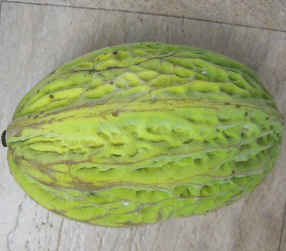 Theobroma bicolor - Mocambo - Seeds