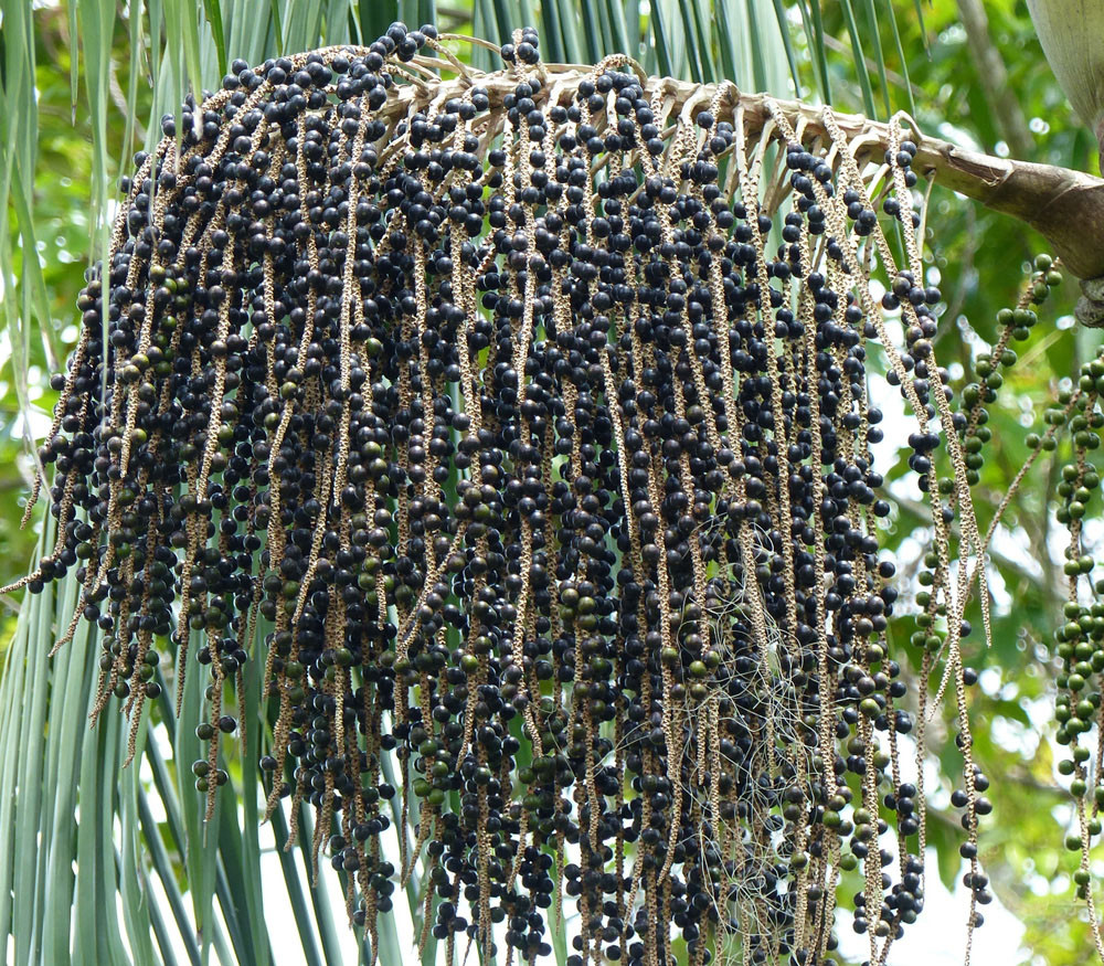 Euterpe oleracea - Acai Palm, Para Dwarf - Seeds