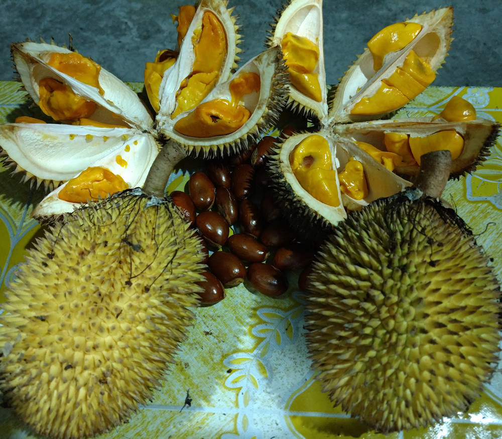 Durio kutejensis - Durian Pulu - Seeds