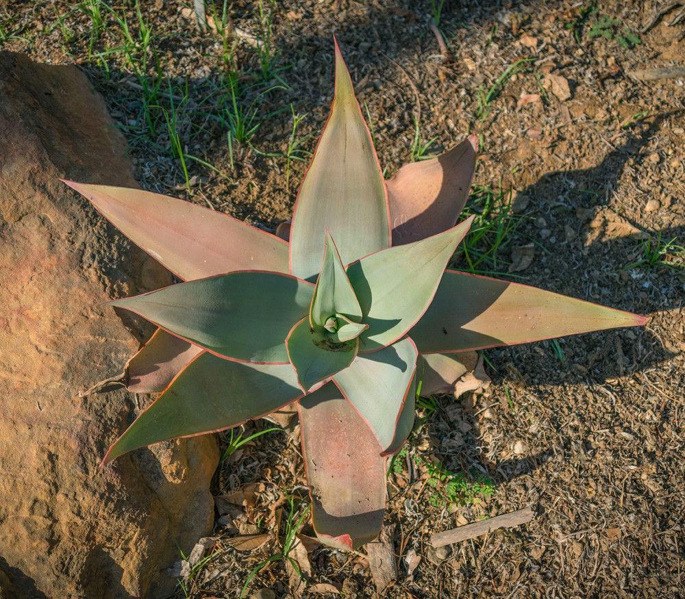 Aloe striata - Coral Aloe - Seeds