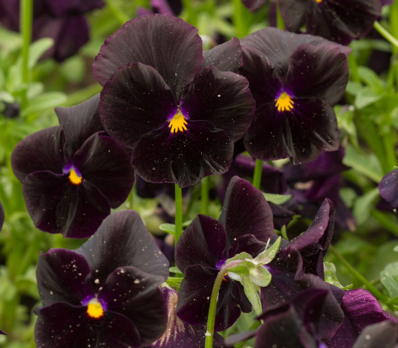 PANSY BLACK FLOWER- 100Seeds.Viola Wittrockiana Biennial rare BLACK flowers.