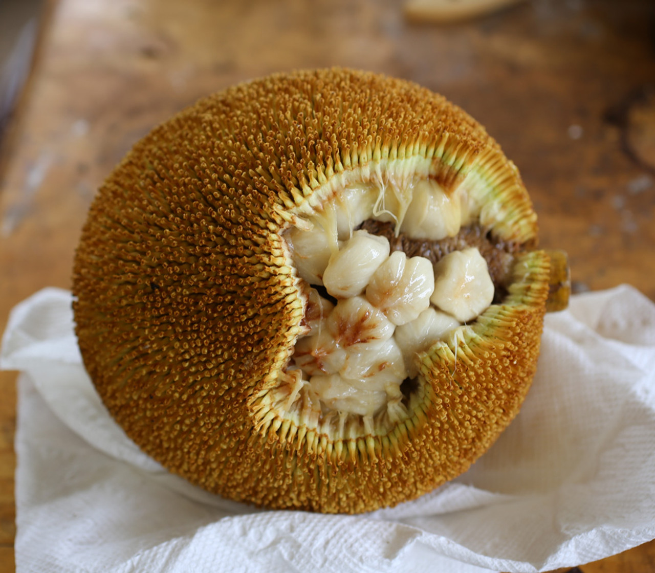 マラン苗 Marang, Artocarpus odoratissimus Marang, Artocarpus odoratissimus