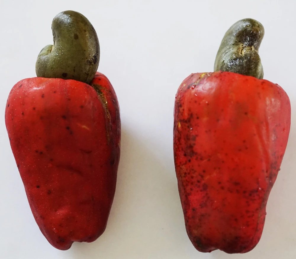 Anacardium occidentale - Red Cashew Apple - Seeds
