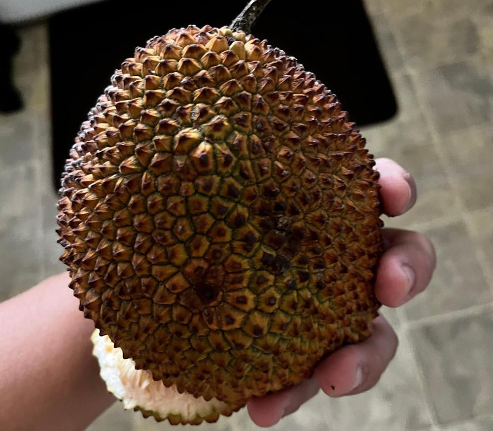ドリアンパパ Artocarpus integer - Chempedak Durian - Seeds