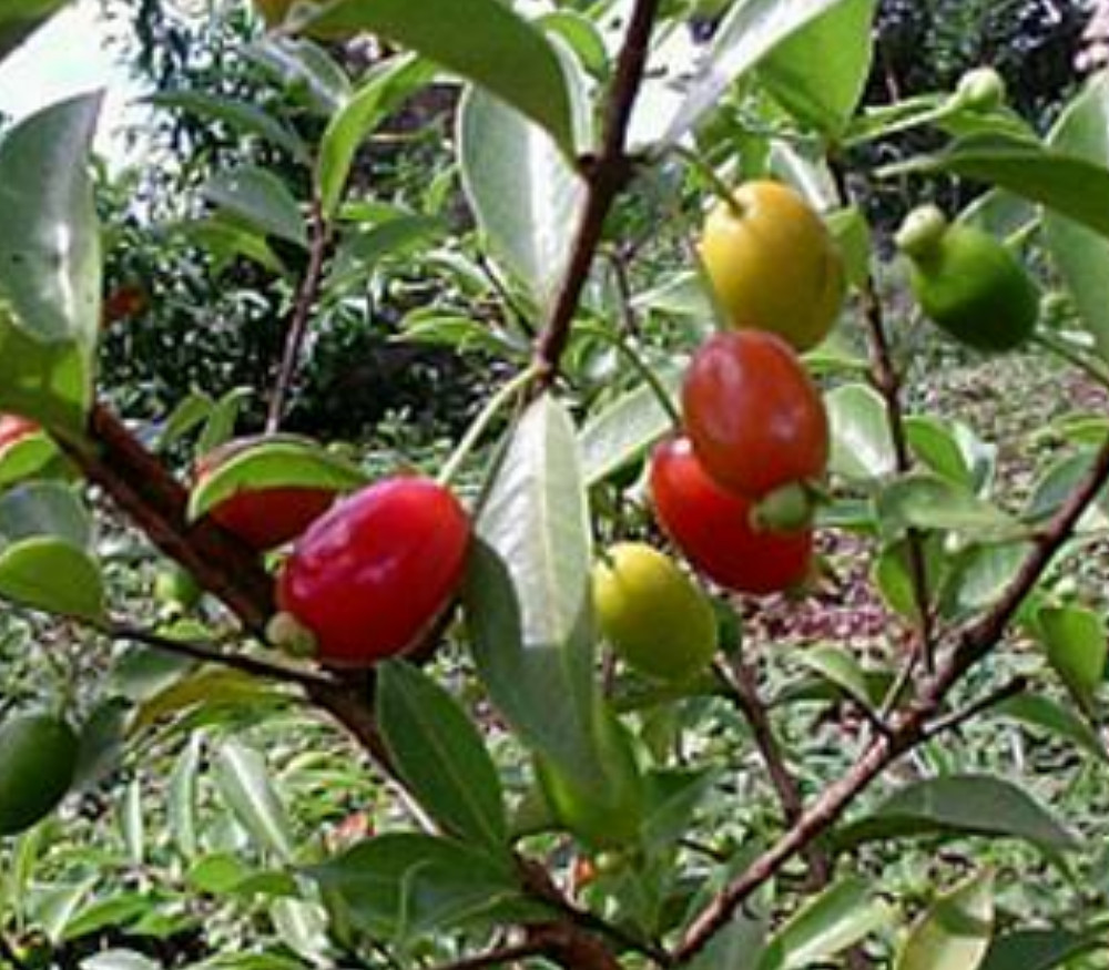 Eugenia observa - Pitanga de Perdiz - Seeds