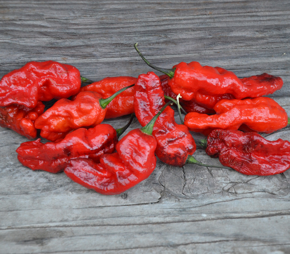 Black Panther Pepper Seeds