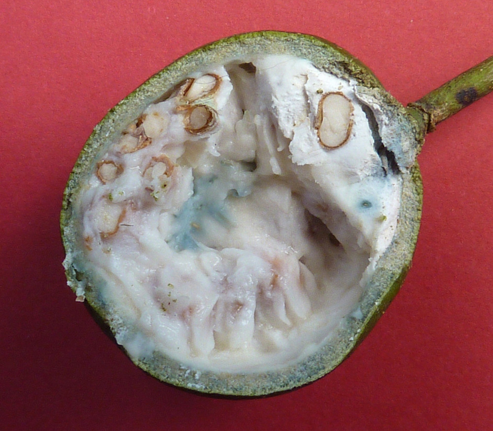 Crateva tapia - Beach Apple - Seeds
