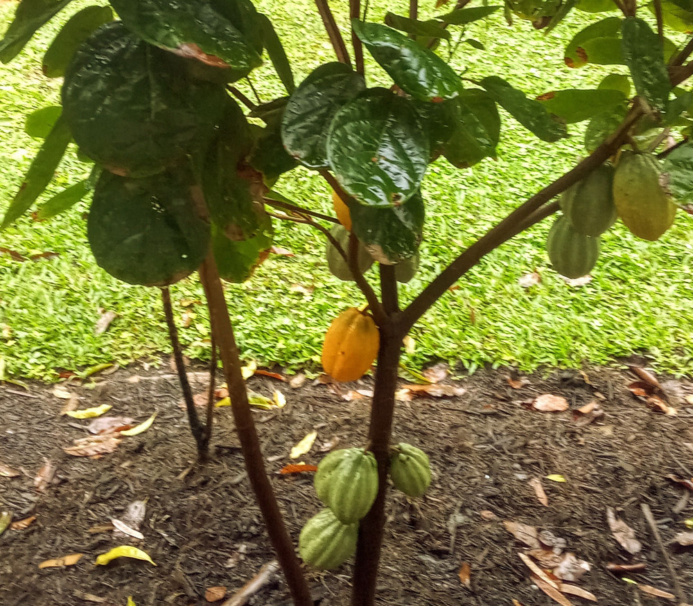 Theobroma cacao　サイズ2 Theobroma cacao - Jaca Cacao - Seeds