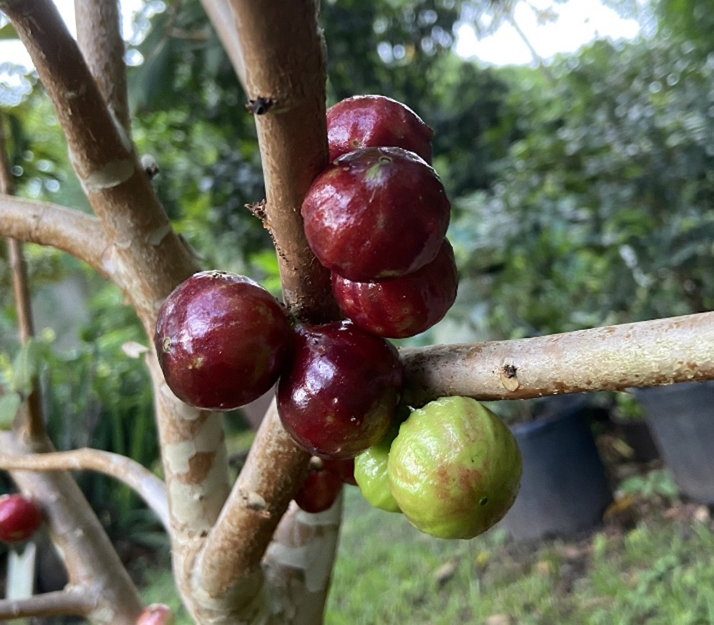 Plinia phitrantha - Jaboticaba Novak - Seeds