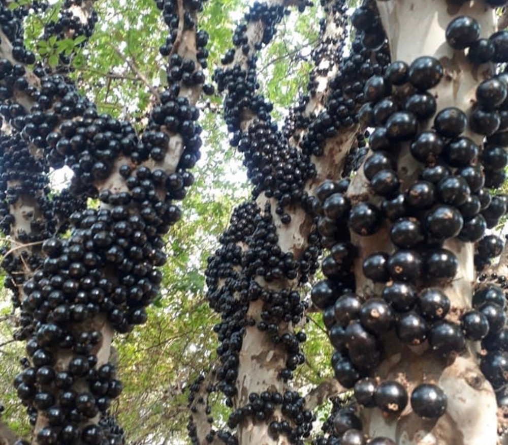 Plinia cauliflora - Pingo de Mel Jaboticaba - Seeds