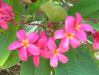 Plumeria rubra - Red Plumeria - Seeds