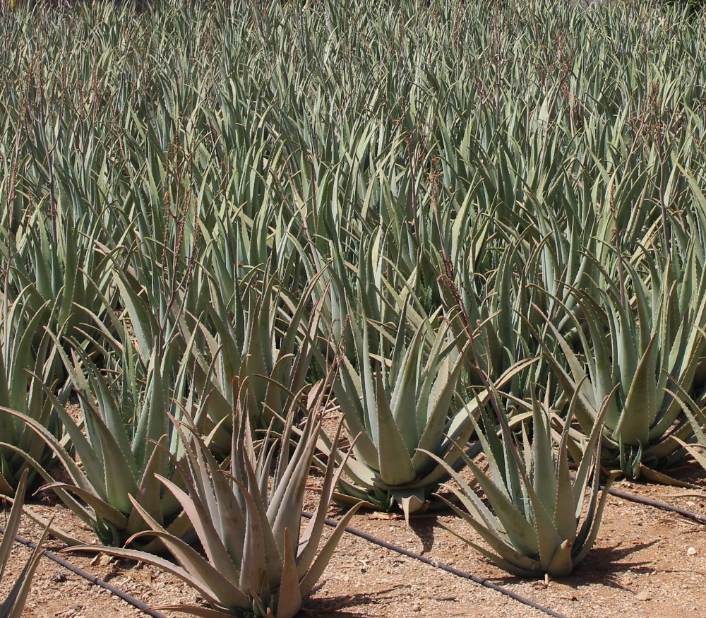 Aloe vera - Aloe Vera - Seeds