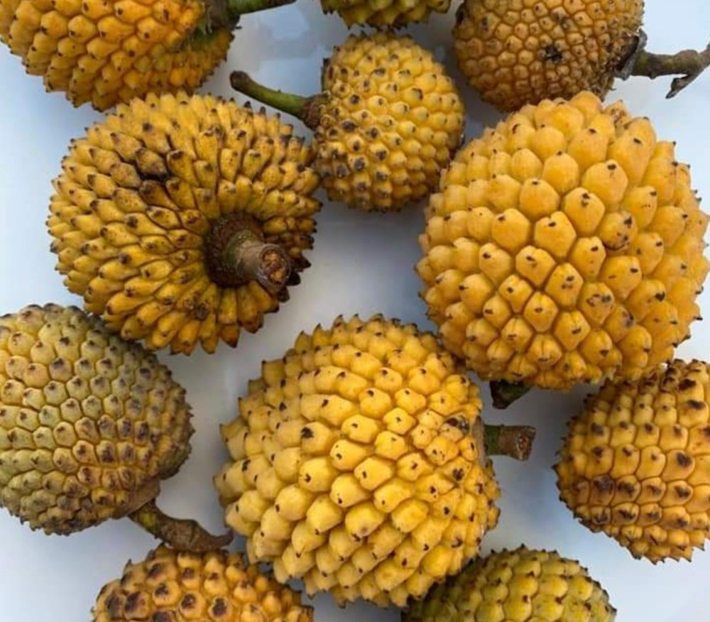 Annona jahnii - Annona jahnii - Seeds
