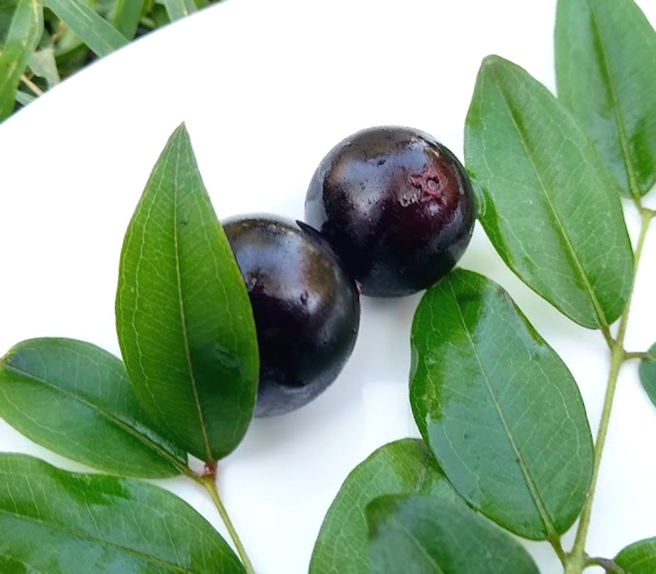 Plinia sp. Cabinho de Limeira Jaboticaba Seeds – FFF Shipping Department