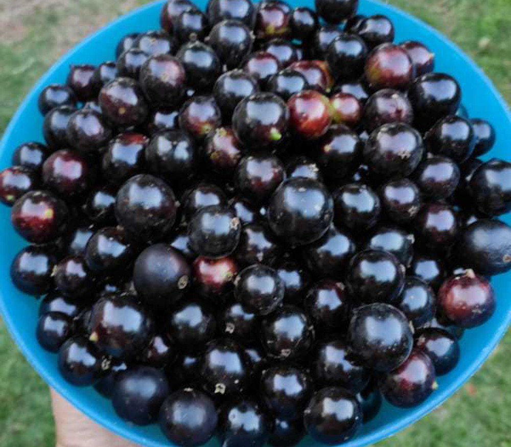 Plinia oblongata - Lujan Jaboticaba - Seeds