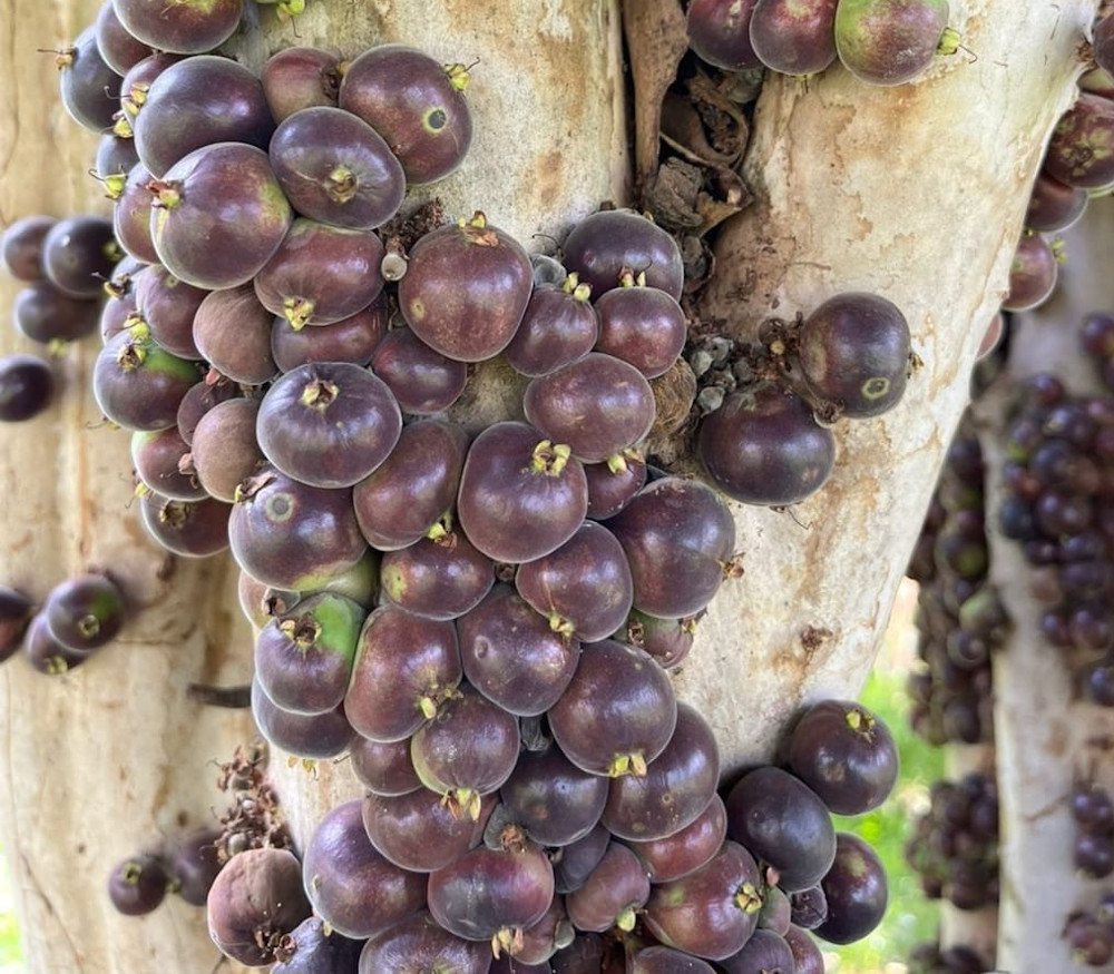 Plinia sp. - Blue Velvet Jaboticaba - Seeds