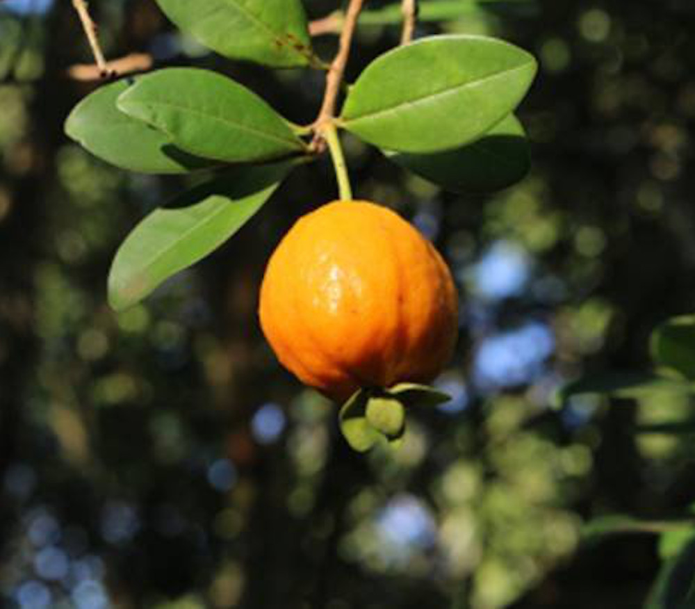 Eugenia macrobracteolata - Pitanga-Juba - Seeds