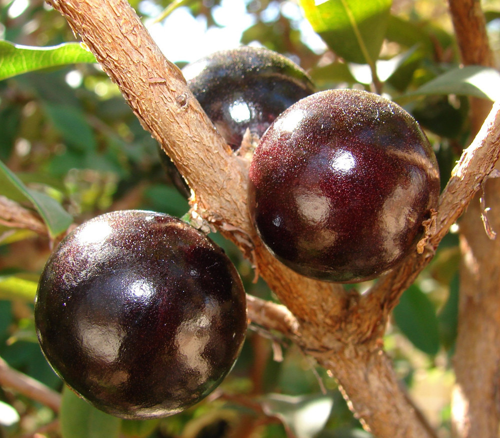 Plinia phitrantha - Jaboticaba Sanford - Seeds