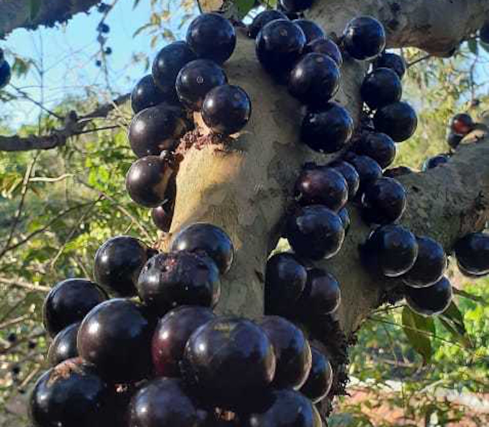 Plinia sp. - Giant Piray Jaboticaba - Seeds