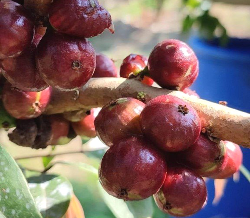 Plinia sp. - Rosa Jaboticaba T11 - Seeds