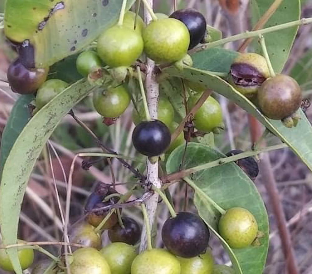 Eugenia complicata - Blue Pitanga - Seeds