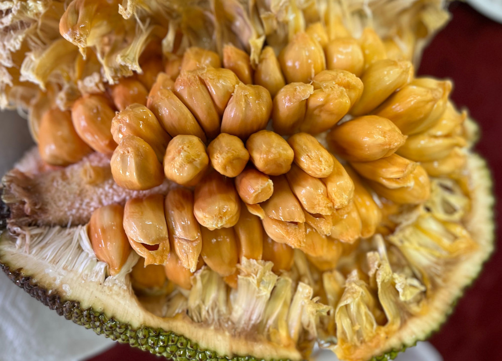 Artocarpus heterophyllus x integer - Sri Gading Chempejack - Seeds
