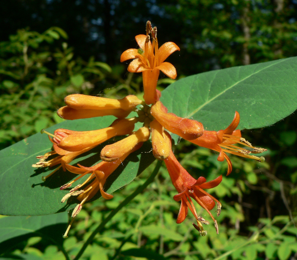 Lonicera ciliosa - Orange Trumpet Honeysuckle Seeds
