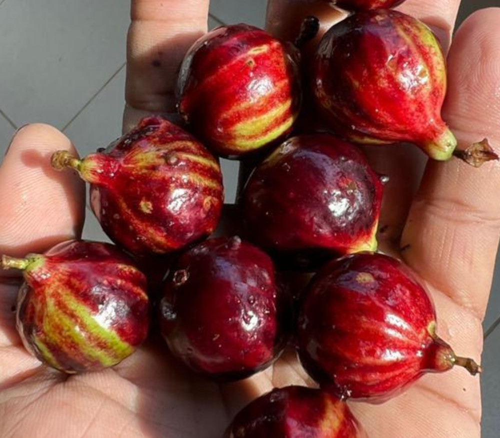 Plinia sp. - Costada Gigante Vermelha Jaboticaba - Seeds