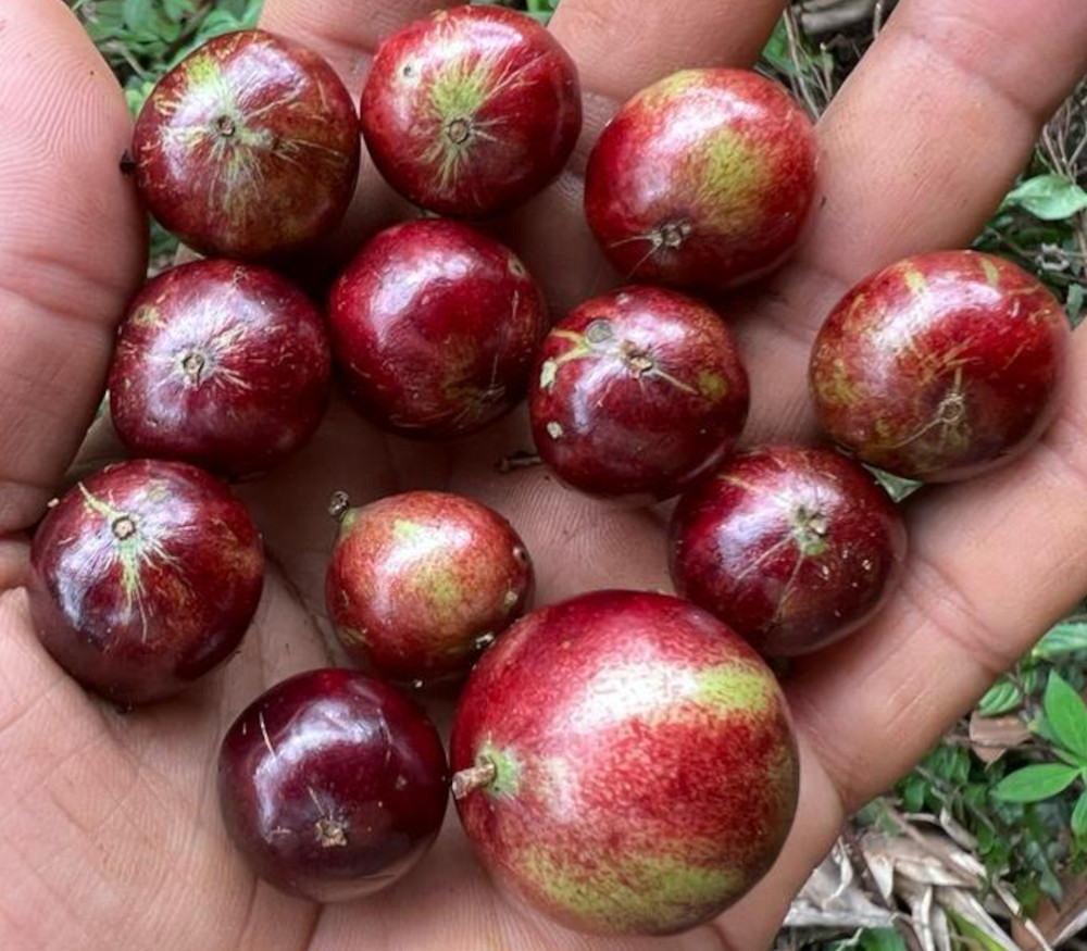 Plinia sp. - Red Tiger Jaboticaba - Seeds