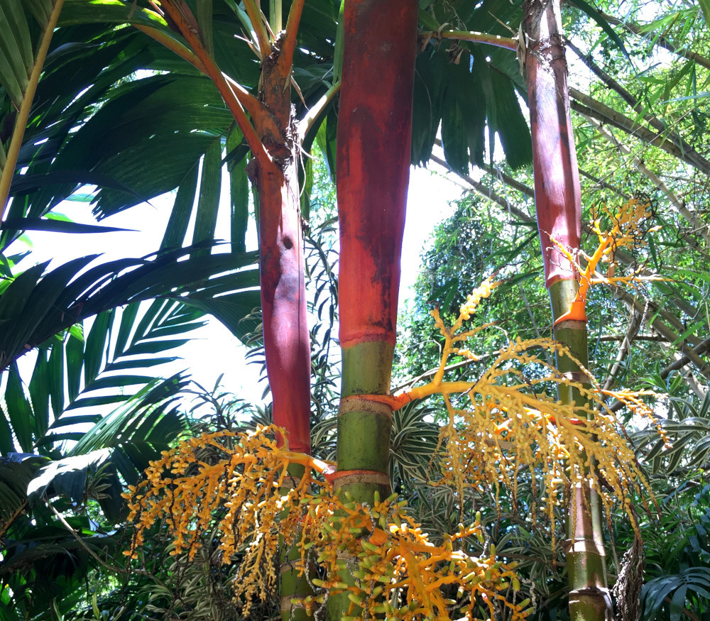 Areca vestiaria - Red Crownshaft Palm - Seeds