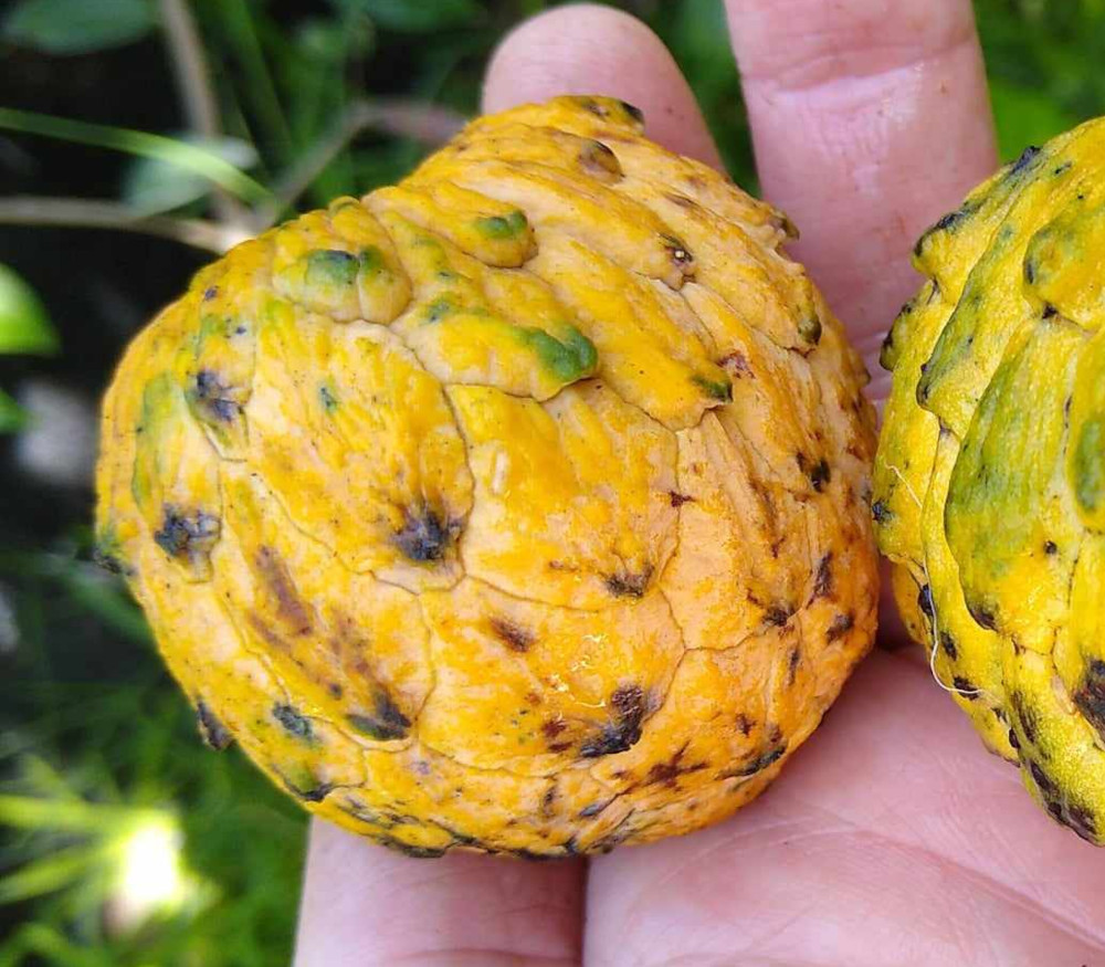 Annona sp. - Araticu El Dorado Big - Seeds