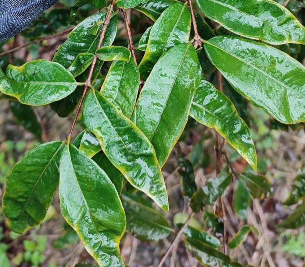 Plinia sp. - T12 Jaboticaba - Seeds